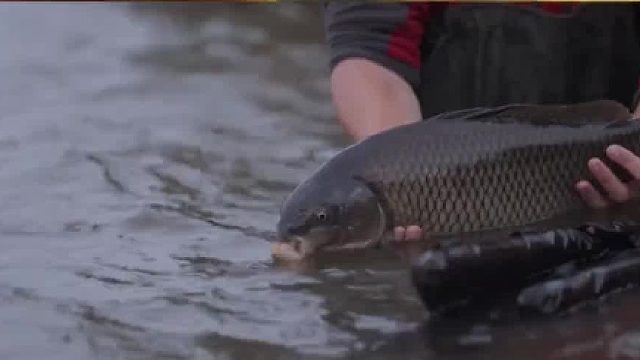 如何淹死一条鱼，被淹死之后的鱼还能吃吗，答案可能出乎你的意料02