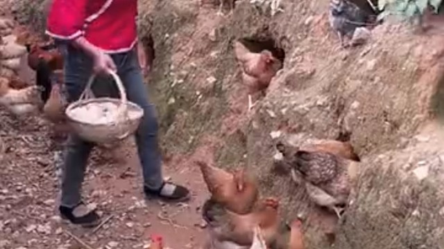 母鸡下蛋会下到坑里，拣起来方便