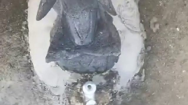 每一头海豚都有不同的肺活量