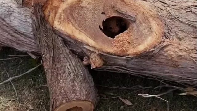 国外夫妇在树桩里看到只身体虚弱的负鼠，意外发现已有身孕最后开着宝宝巴士回家