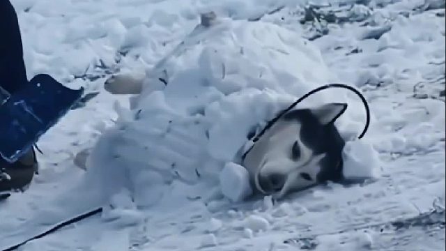 小哥陪二哈玩了它第一场雪，怎么也不愿意回家了，第二天变成了雪狗