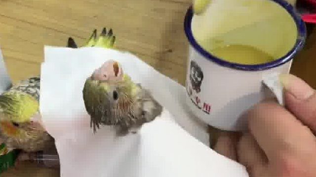鹦鹉喂奶