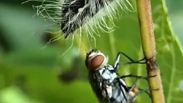 不愧是四害之一