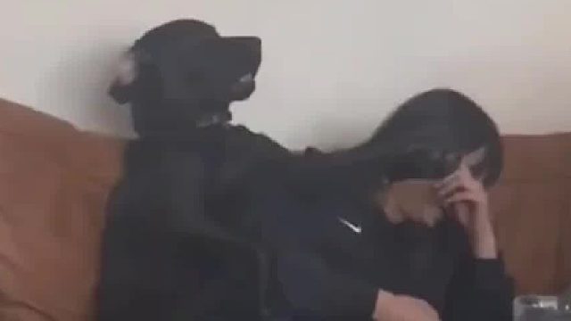 狗：你马上离开