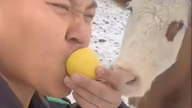 明天早上起来 就可以喝酸奶啦