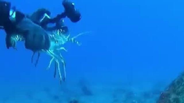 你抓了它要的龙虾