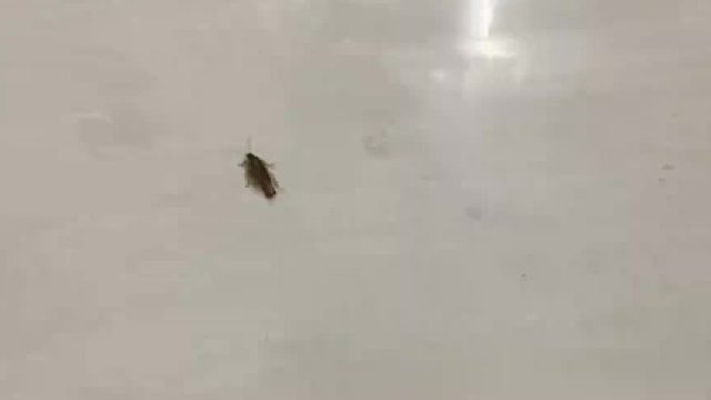 蟑螂是真可恨啊。