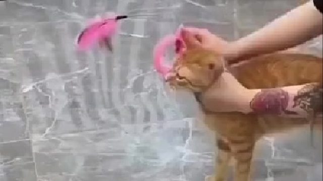 这猫有点子技术在身上