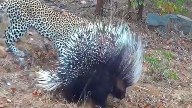 豹子深情挽留下，豪猪的棘刺直竖起来。