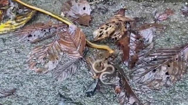 卧槽这是啥生物啊