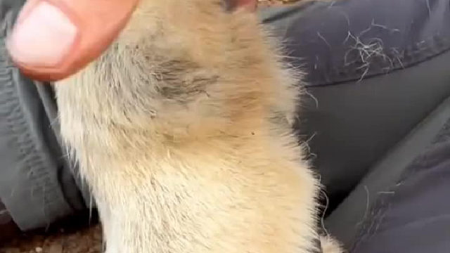 武松真的打的过这玩意吗