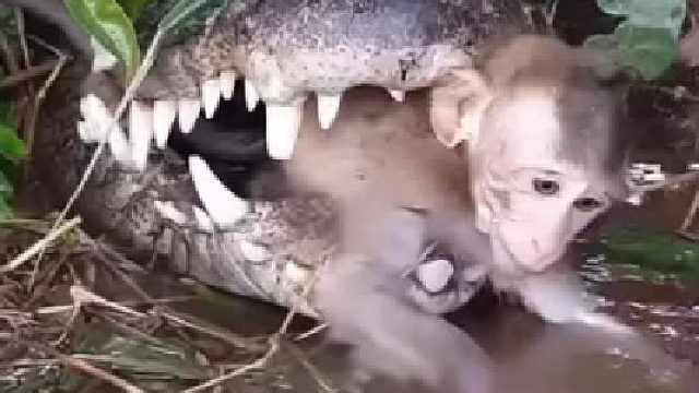 这猴子还能活命吗