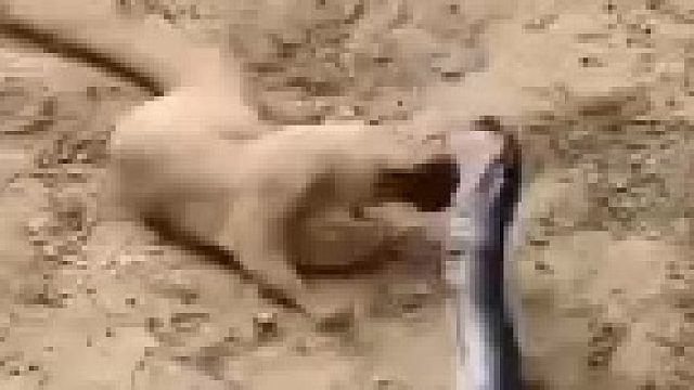 动物凶猛，这有点东西