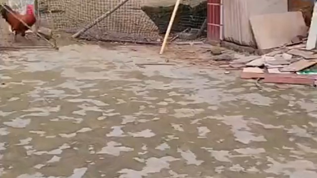 厉害了，干活唱歌两不误