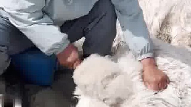 剃羊毛我能看一晚上