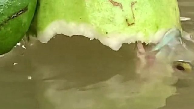 小鱼大口大口吃成熟的番石榴，没长大的不吃，也是挺聪明的嘞