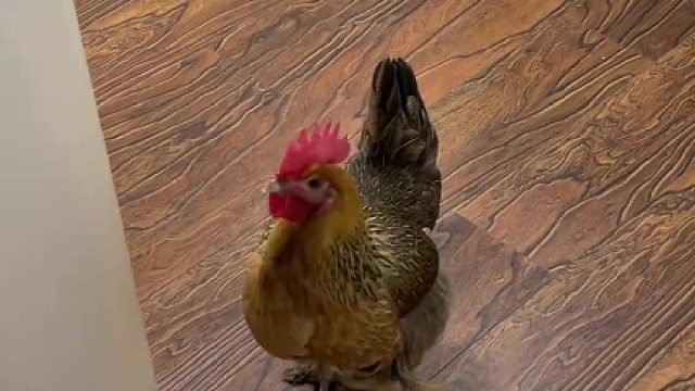 毛血旺：不是，你这样显得我们很呆