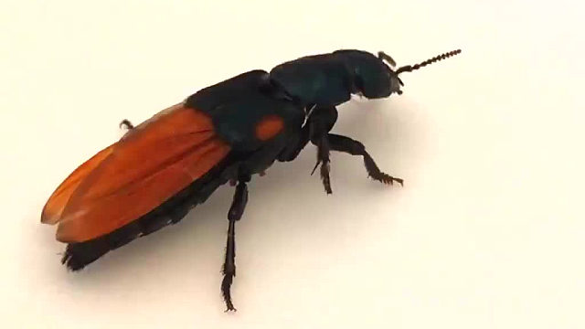 “虫如其名”的隐翅虫，可以把小翅膀完美藏起来。值得注意的是，部分隐翅虫体液中的毒素毒性很强，直接接触可能造成皮肤炎症甚至溃烂。如