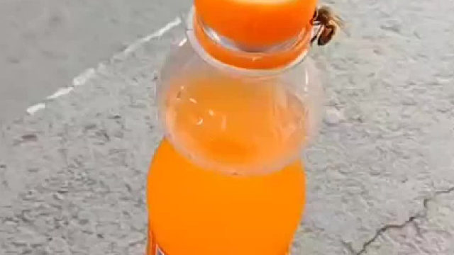 两只蜜蜂合伙拧开瓶盖，这确定不是在拍动画片吗？太神奇了~