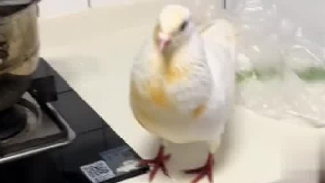 鸽子误闯厨房女子用重庆话耐心引导 猜猜鸽子最后飞出去了没？