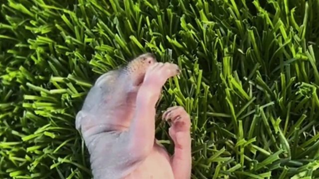 小哥在路边救助了一只落单小松鼠，越养越可爱竟然把小哥当妈妈！