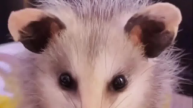 小姐姐院子里发现一只落单的小可爱，照顾半年后竟带来意外惊喜