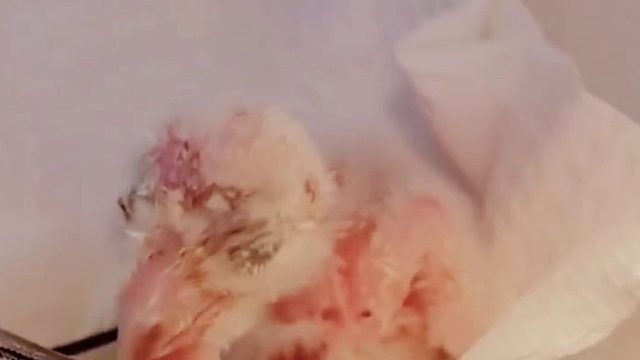 国外小姐姐生日收到朋友送的小小鸟，养大后居然惊艳了家里所有人