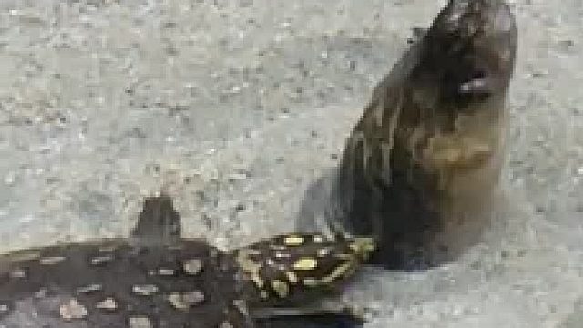 小乌龟看到老祖宗现身了……