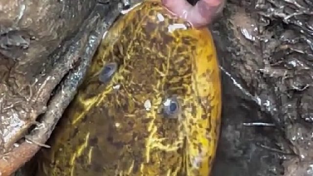 难得一遇的大鳝鱼、差点脱钩了