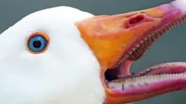 鹅是最没用的家禽吗？吃的多，变蛋少，脾气差。为什么会被驯化成家禽呢