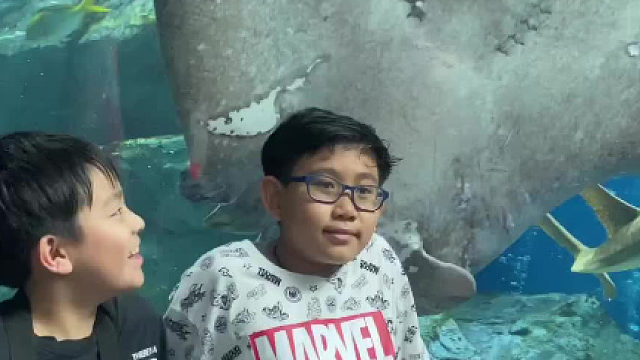 网友在水族馆拍照时，碰巧拍到了正在吃饭的鳐鱼。。。。小嘴吧唧吧唧边吃边游走咯！