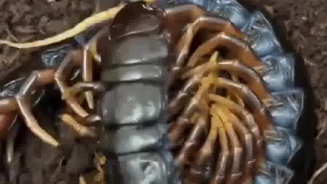 蜈蚣妈妈抱着孩子们