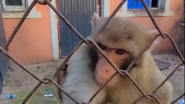 跨越物种的友情