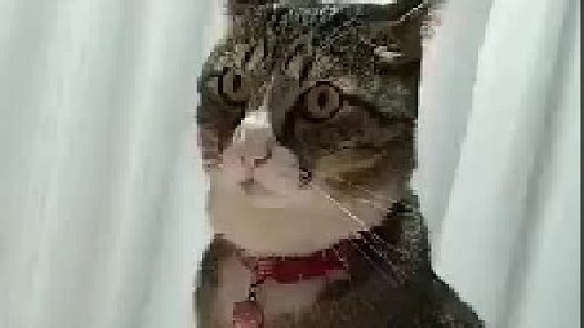 猫咪：这铲屎的好烦啊，就不能成熟点吗？嗯