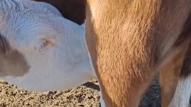 没有中间商赚差价