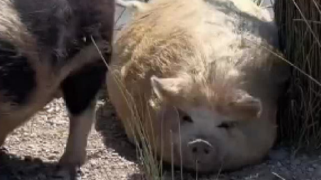 这是什么新物种吗？