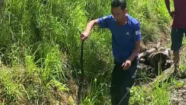 这样抓蛇！ 真的没事么