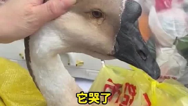 大鹅：谁在后备箱放了洋葱