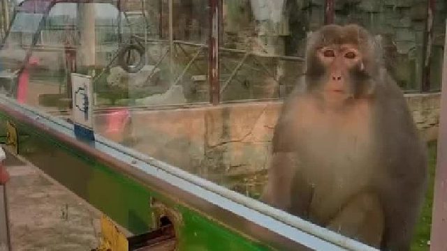 换作我能逗的它吐血