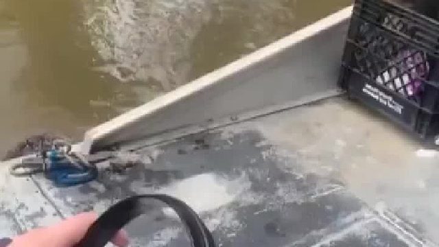 我是鳄鱼，打个劫不行吗