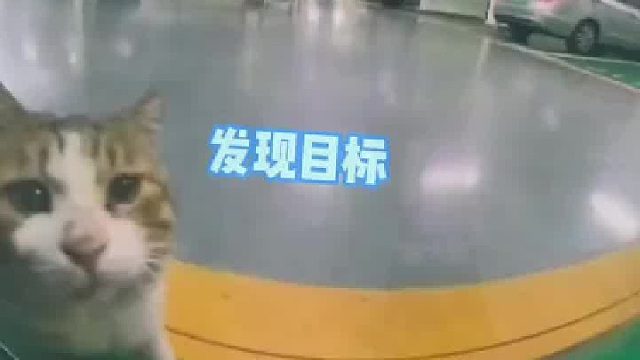 有没有人告诉我玳瑁公猫的几率有多小