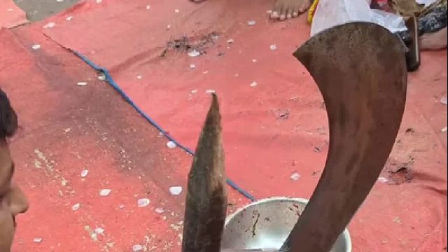 鱼是自己撞上去的