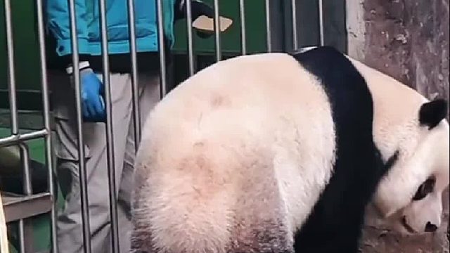 萌二和明明的默契。这对父子也好温馨