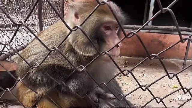 这回废了，玩具被收缴了