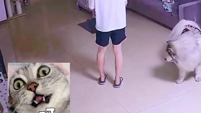 狗：妈，你看爹给我床上放了个爆仗！