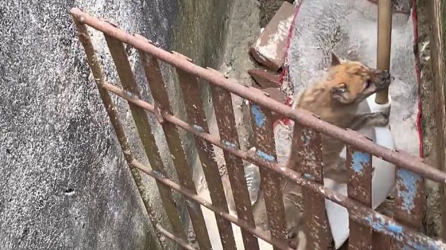 狗狗智商相当12岁儿童