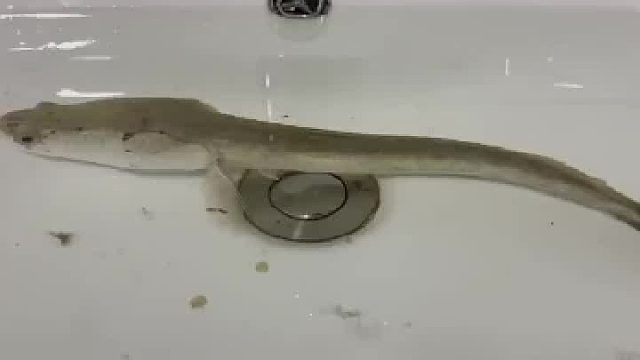 你的脸盆在哪买的，一年了，还不漏水