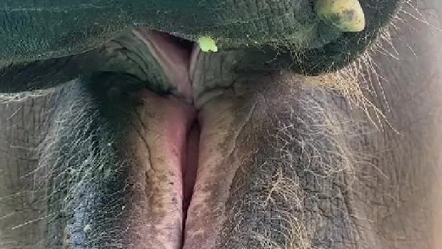 三个苹果还不够塞大象的牙缝，这画面难以形容啊？