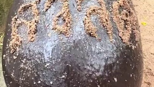 为什么最后狮子的屁股不敢拍？