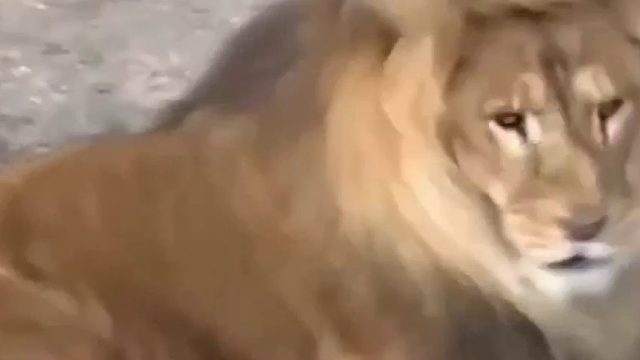 雄狮被小狮子吓了一大跳，刚想发火狮子妈妈来了~~